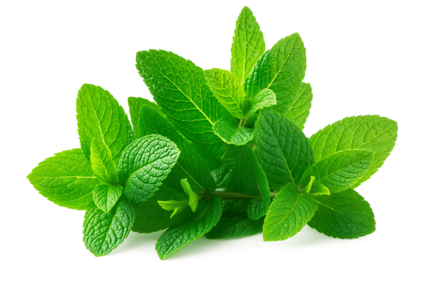 Mint
