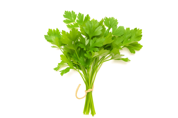 CORIANDER BUNCH 2 For
