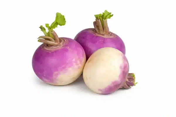 Turnip