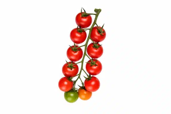 Tomato Vine