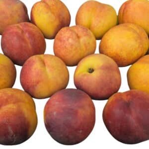 Nectarines